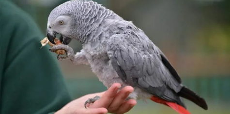 Thức Ăn Tốt Nhất Cho Vẹt Xám Châu Phi khỏe mạnh và thông minh